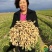 安阳全丰小能豆花生大豆矮壮素多效唑控旺增产抗倒伏生长调节