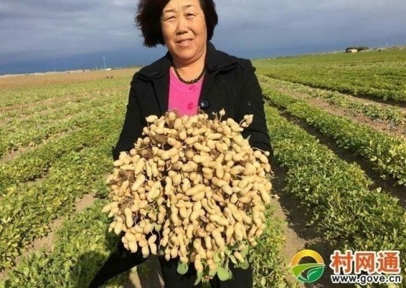 安阳全丰小能豆花生大豆矮壮素多效唑控旺增产抗倒伏生长调节