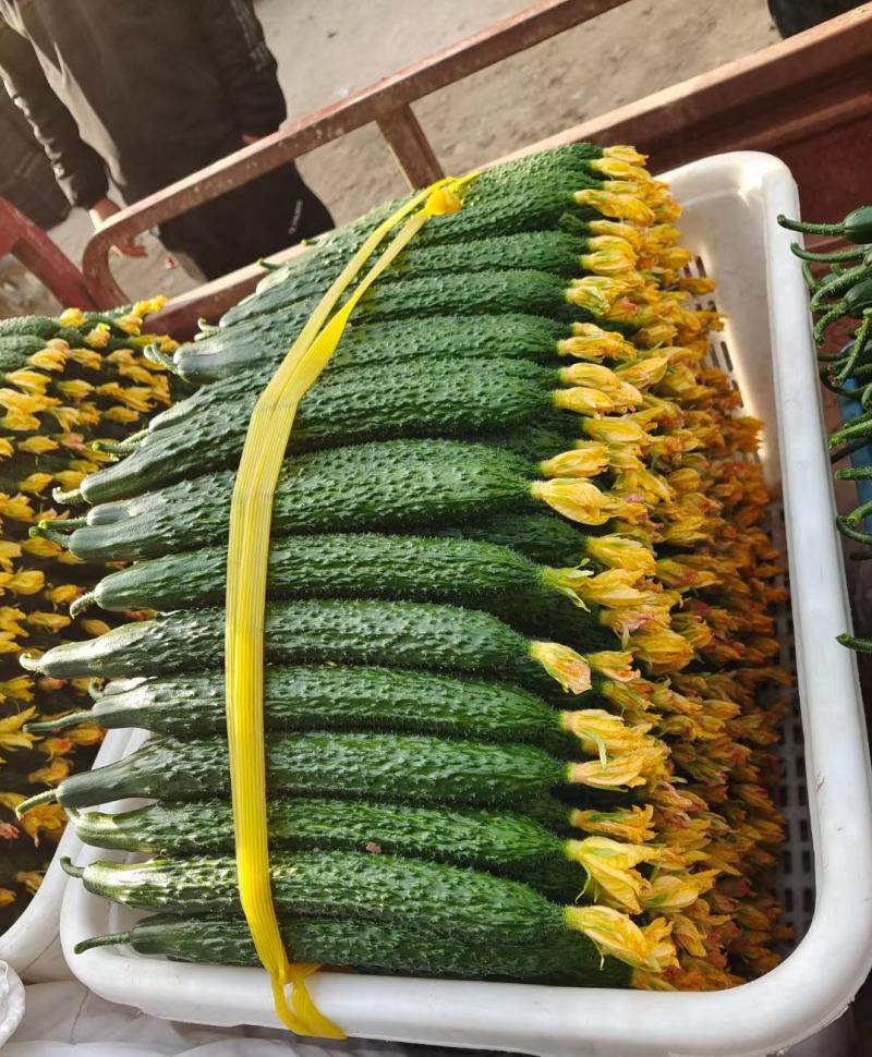 密刺黄瓜干花带刺鲜花带刺油亮黄瓜货源充足欢迎咨询