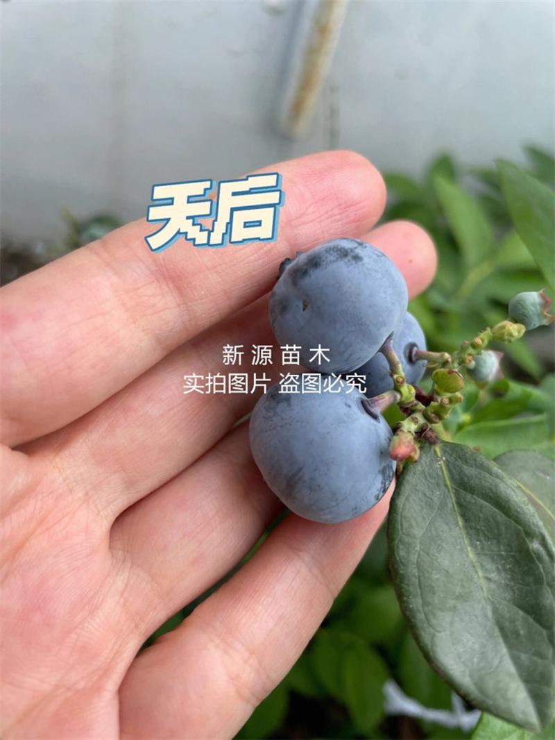 天后蓝莓树苗嫁接苗包成活包结果提供技术指导可签合同