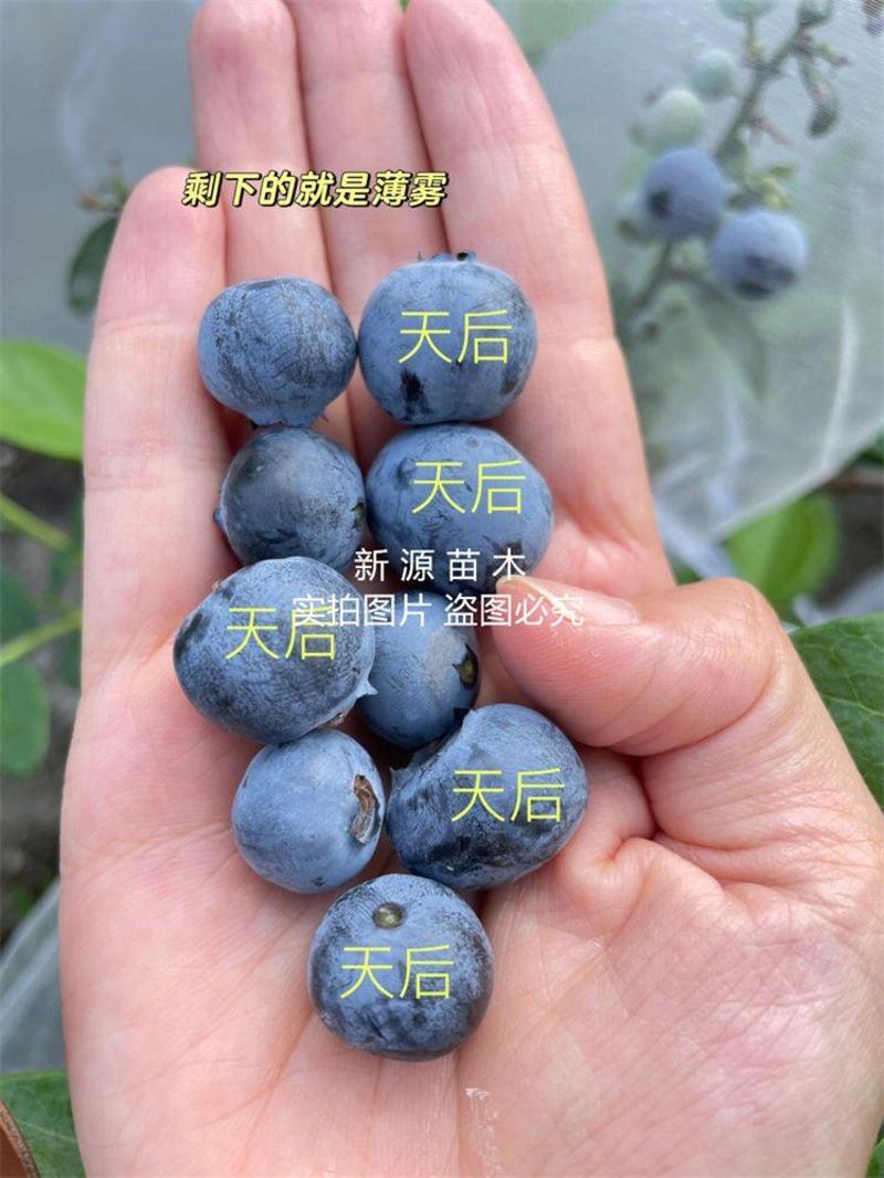 天后蓝莓树苗嫁接苗包成活包结果提供技术指导可签合同