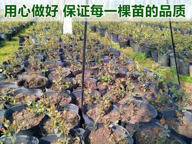 天后蓝莓树苗嫁接苗包成活包结果提供技术指导可签合同