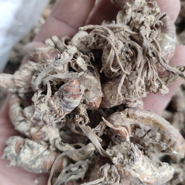 金蝉花药食同源金蝉花一手货源欢迎采购下单