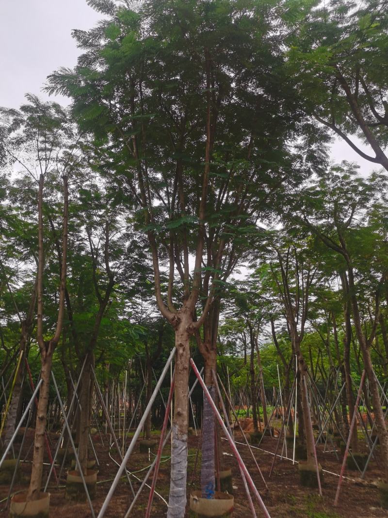 大骨架凤凰木15-20大量现货待售