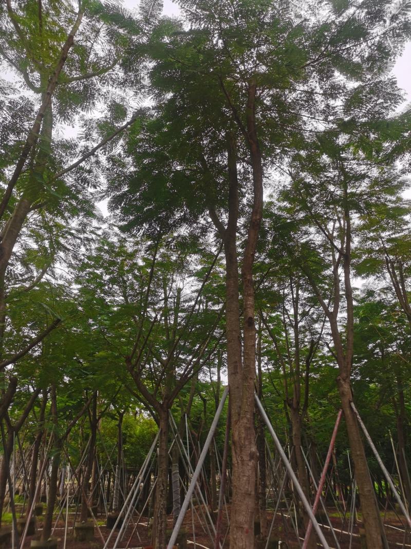 大骨架凤凰木15-20大量现货待售