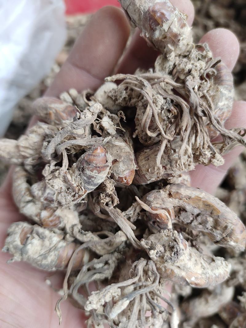 金蝉花药食同源金蝉花一手货源欢迎采购下单