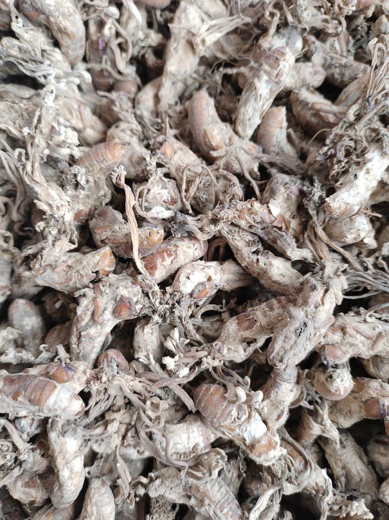 金蝉花药食同源金蝉花一手货源欢迎采购下单