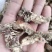 金蝉花药食同源金蝉花一手货源欢迎采购下单