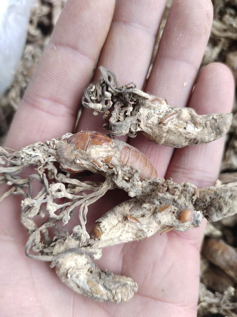 金蝉花药食同源金蝉花一手货源欢迎采购下单