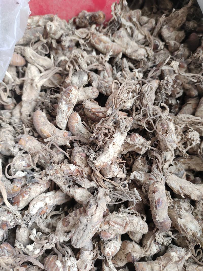 金蝉花药食同源金蝉花一手货源欢迎采购下单