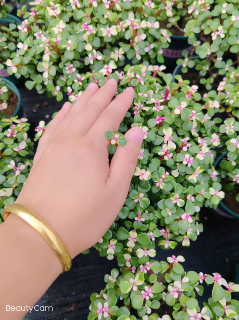 加仑金枝单杆15装