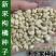 新采枸橘种子枳壳种子香橙红橘种子香橼嫁接砧木树种围墙篱笆