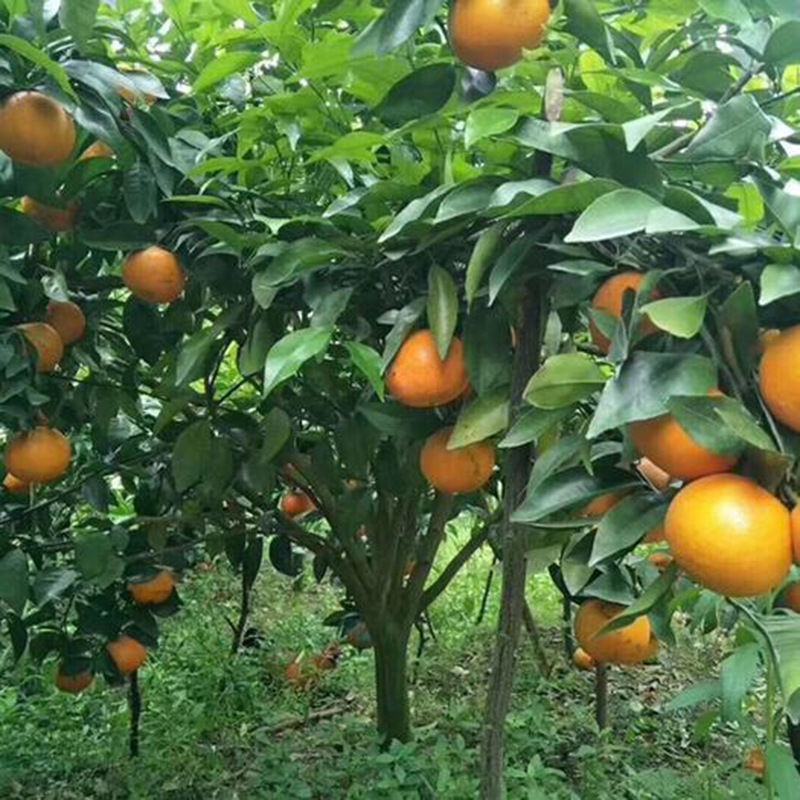 新采枸橘种子枳壳种子香橙红橘种子香橼嫁接砧木树种围墙篱笆