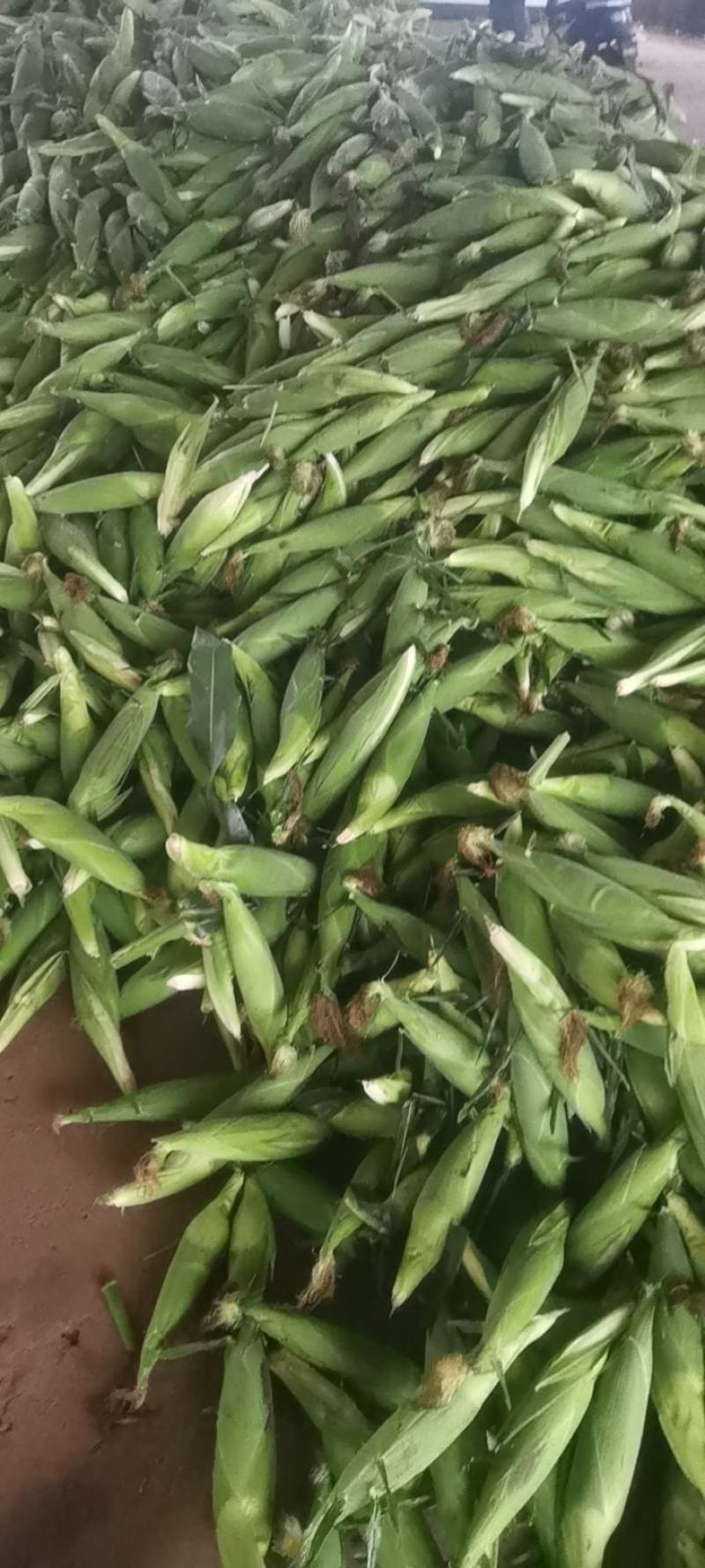 水果玉米，太阳花，花糥，双色
