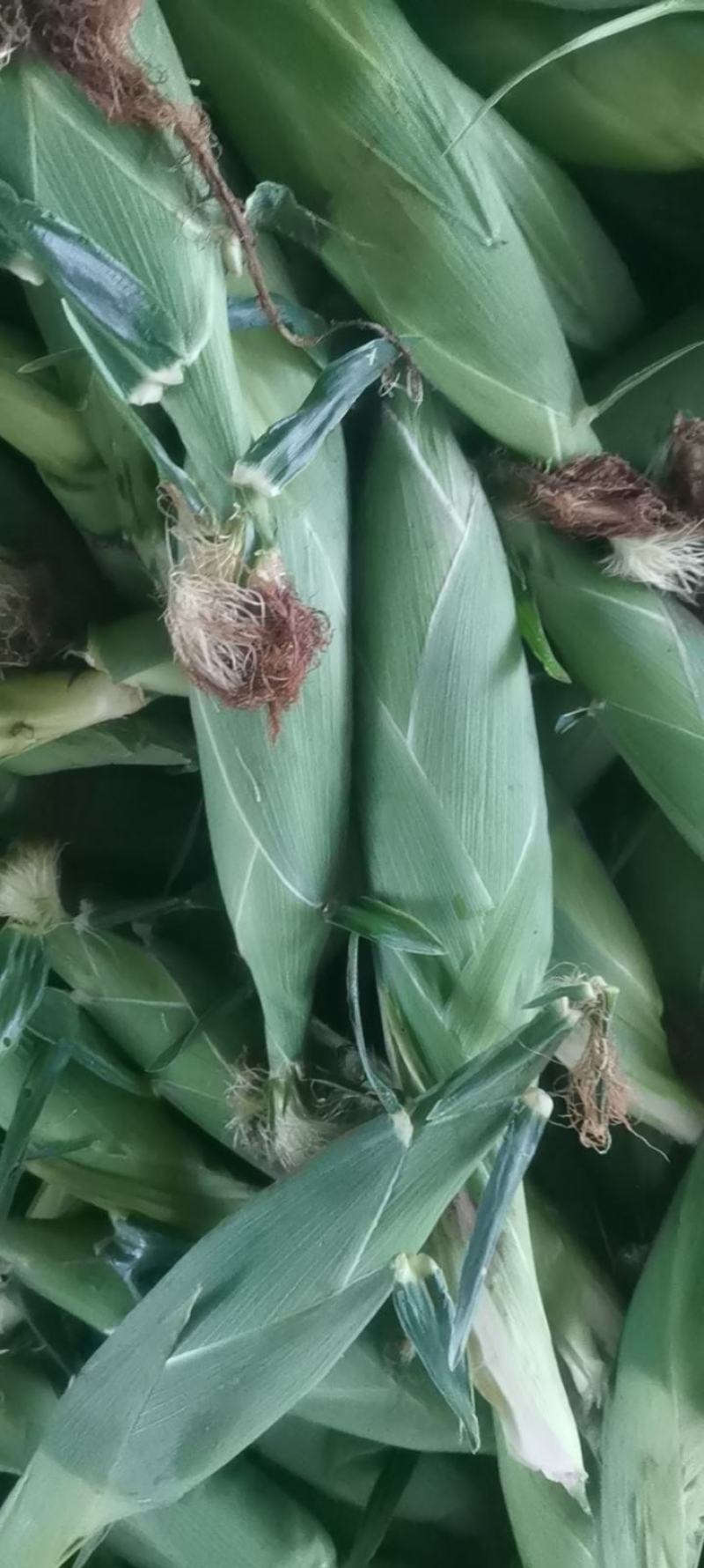水果玉米，太阳花，花糥，双色