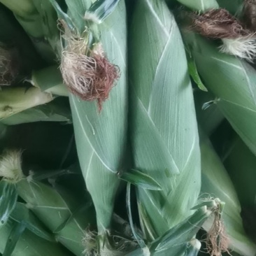水果玉米，太阳花，花糥，双色