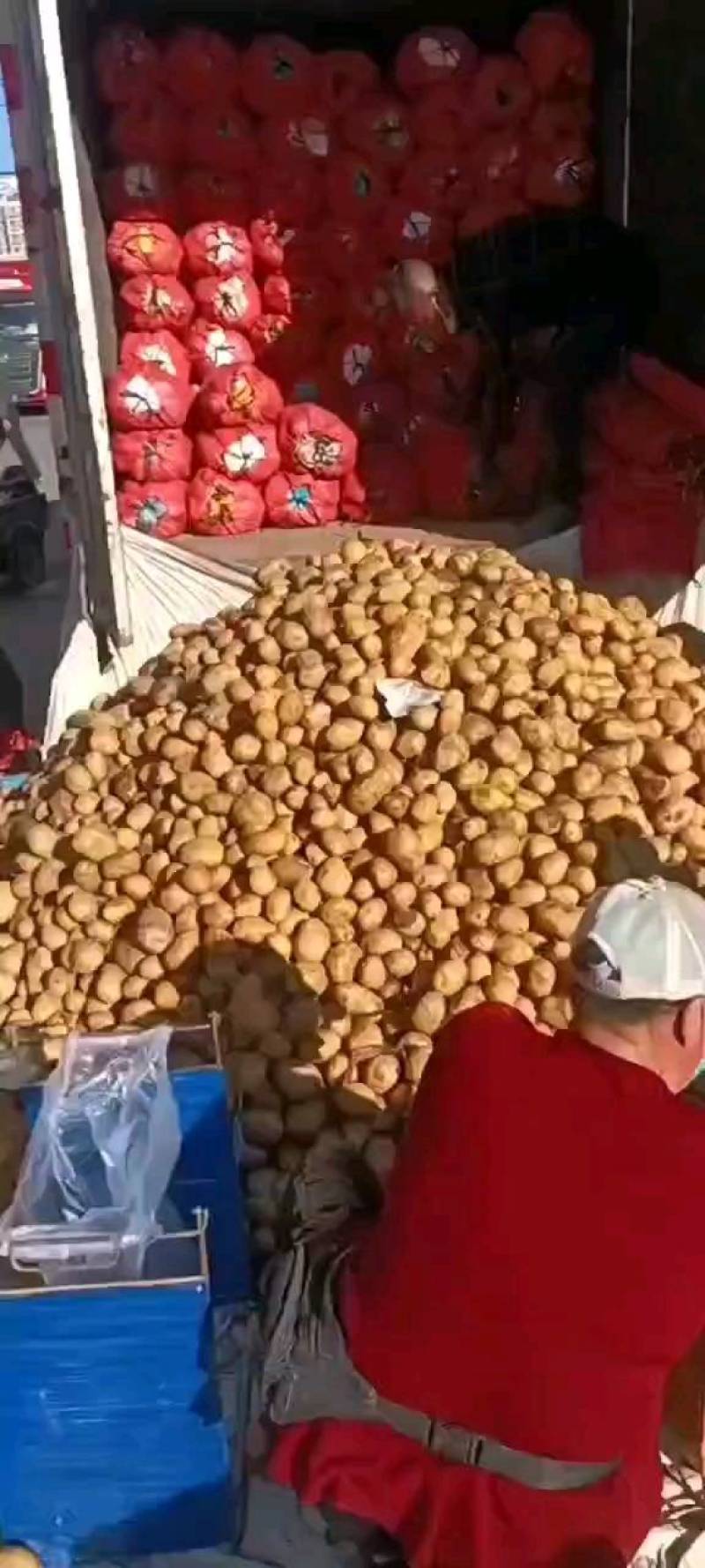 大家好，土豆种子，品种多，保质量，北京种子公司