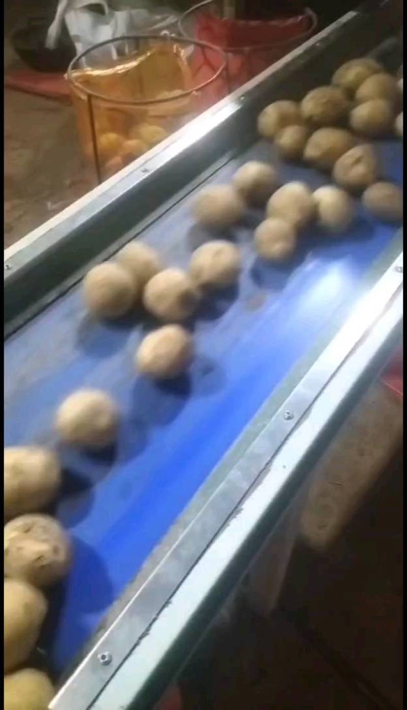 大家好，土豆种子，品种多，保质量，北京种子公司