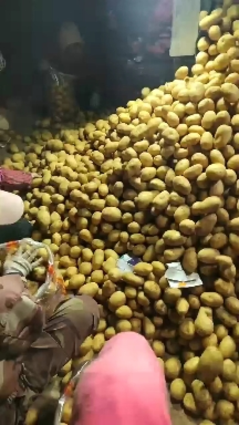 大家好，土豆种子，品种多，保质量，北京种子公司