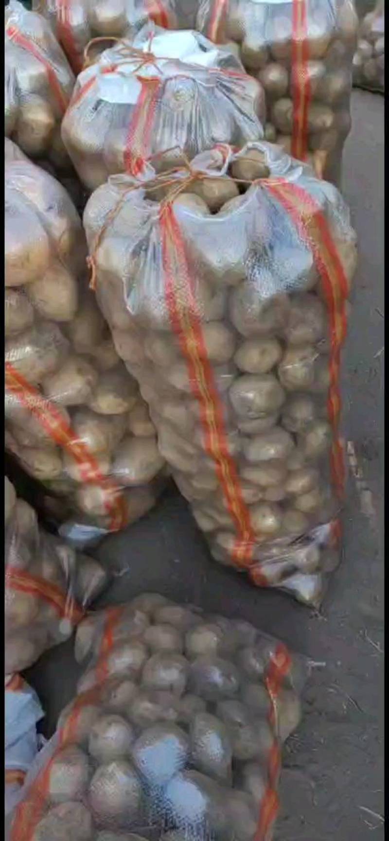 大家好，土豆种子，品种多，保质量，北京种子公司
