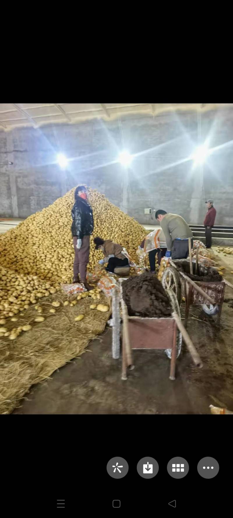 大家好，土豆种子，品种多，保质量，北京种子公司