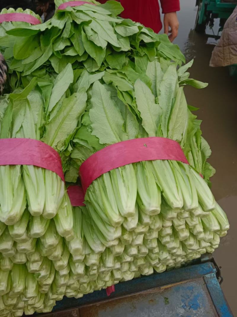 油麦菜小油麦菜永年蔬菜商超配车社区团购代收代发