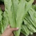 油麦菜小油麦菜永年蔬菜商超配车社区团购代收代发