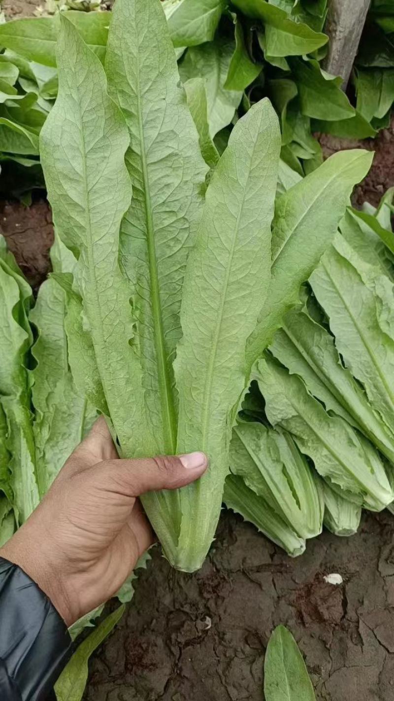 油麦菜小油麦菜永年蔬菜商超配车社区团购代收代发