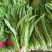 油麦菜小油麦菜永年蔬菜商超配车社区团购代收代发
