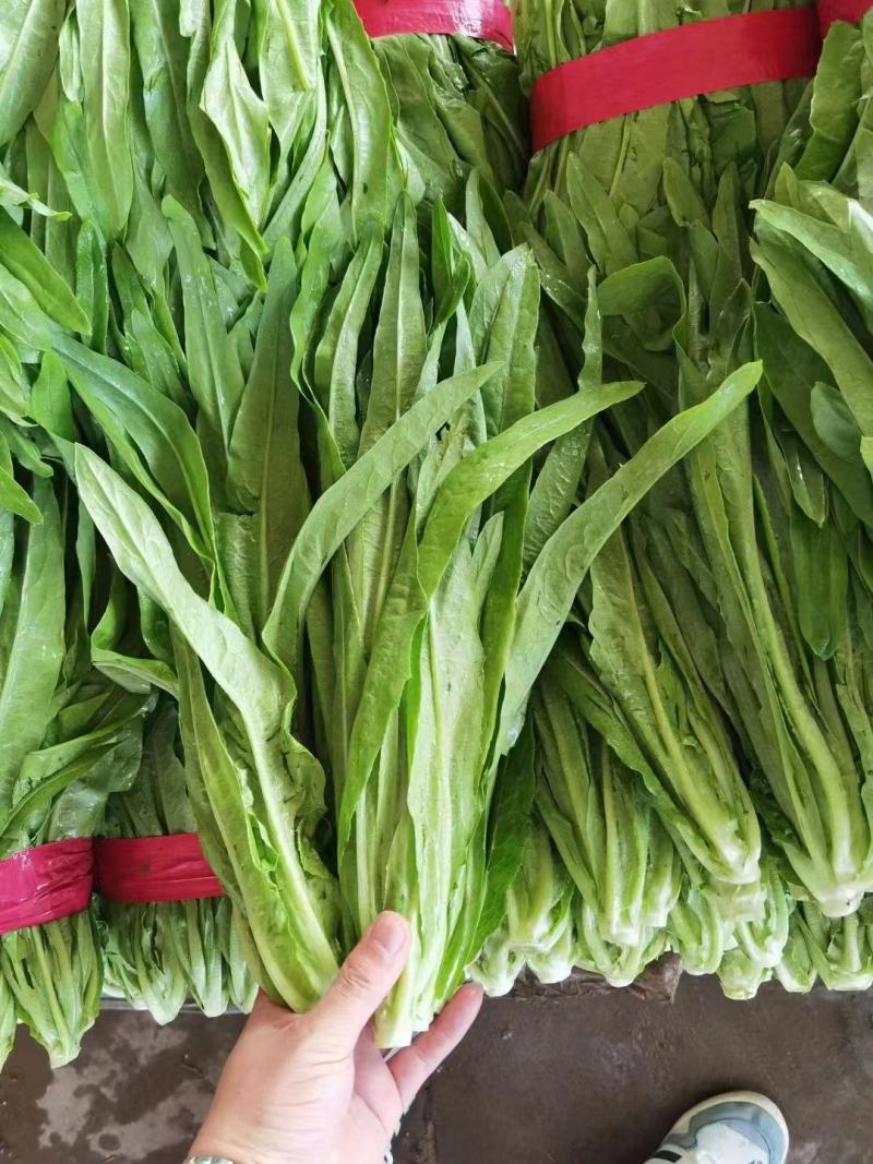 油麦菜小油麦菜永年蔬菜商超配车社区团购代收代发