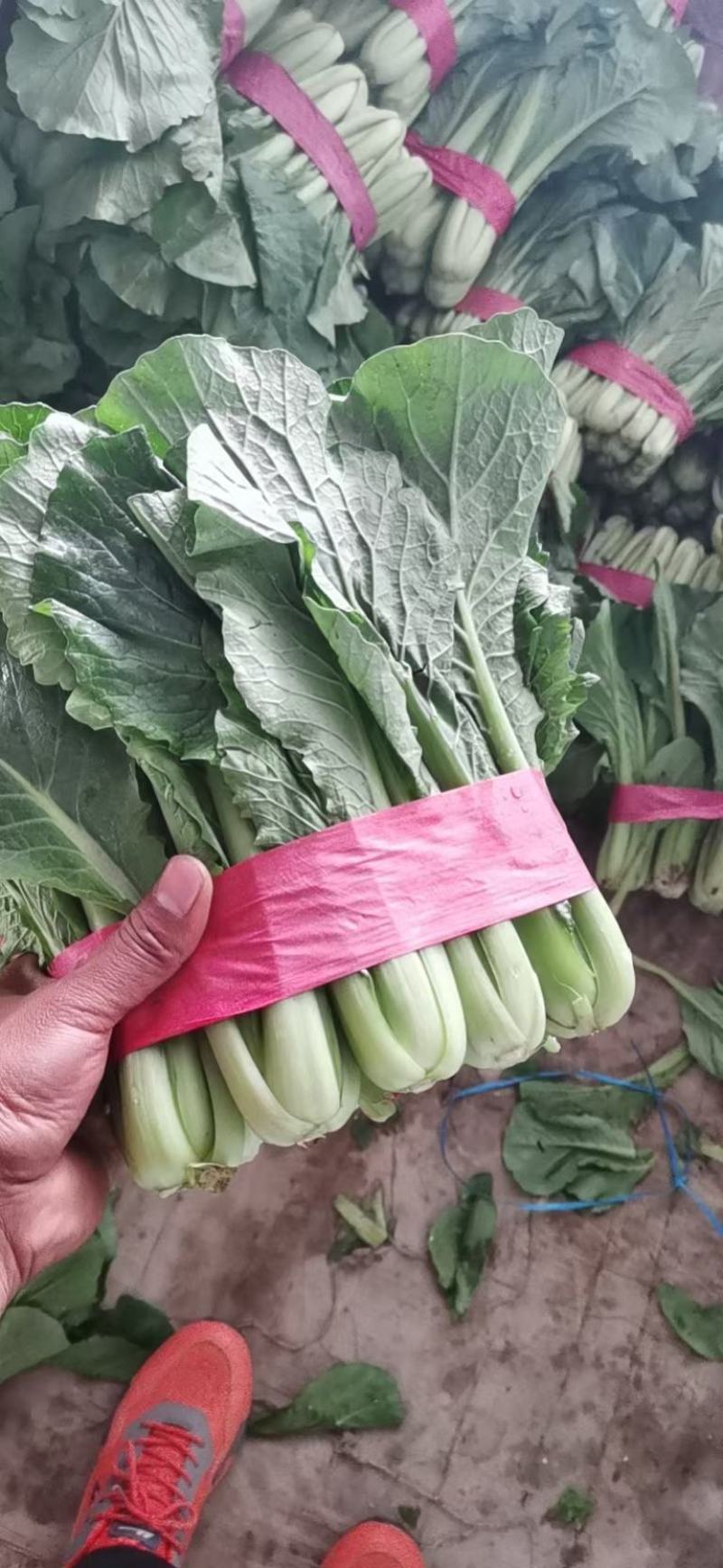 精品小白菜永年叶菜货源充足社区团购商超配车