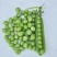 【鲜豌豆荚】凉山州西昌市早熟甜长寿仁豌豆大量上市