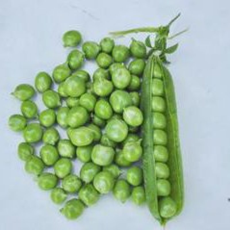 【鲜豌豆荚】凉山州西昌市早熟甜长寿仁豌豆大量上市