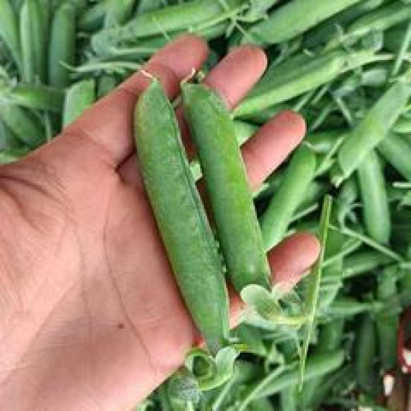 【鲜豌豆荚】凉山州西昌市早熟甜长寿仁豌豆大量上市