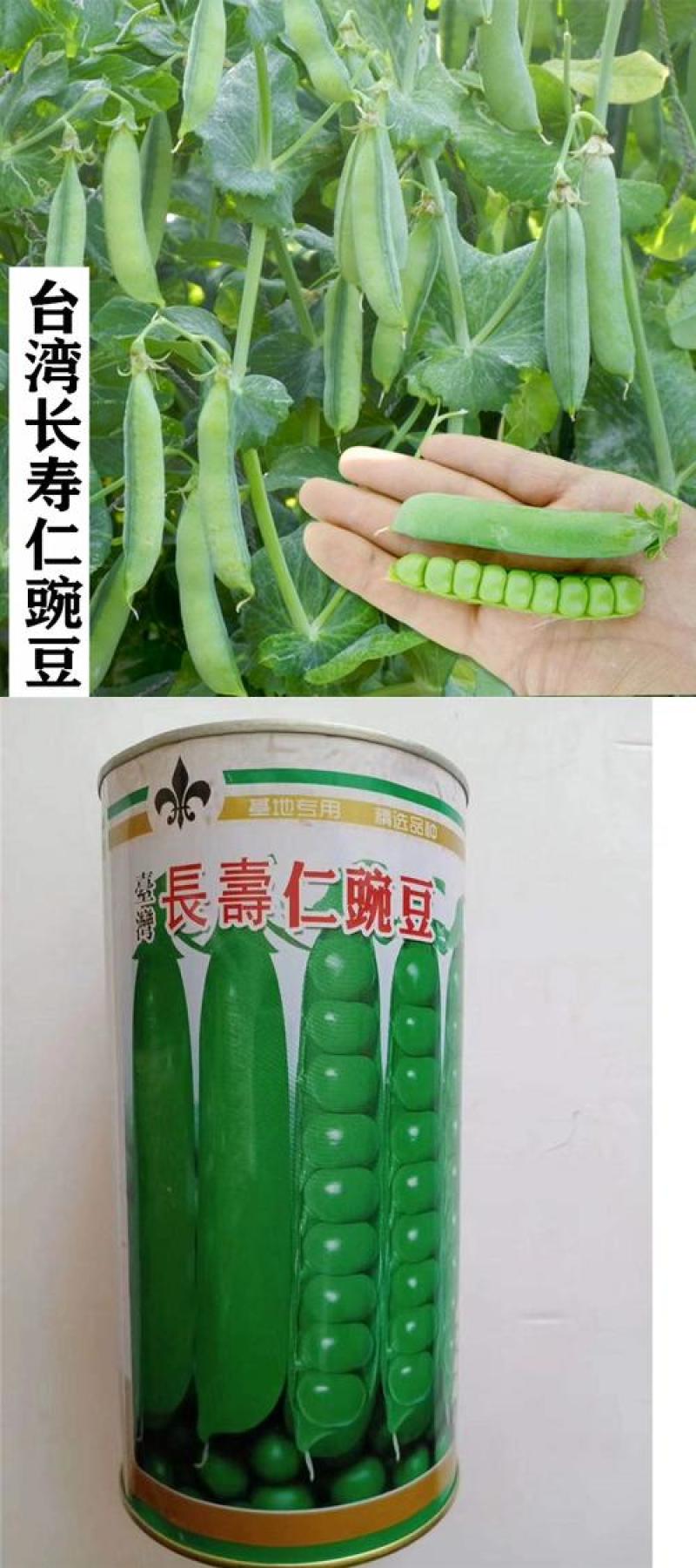 【鲜豌豆荚】凉山州西昌市早熟甜长寿仁豌豆大量上市