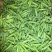 【鲜豌豆荚】凉山州西昌市早熟甜长寿仁豌豆大量上市