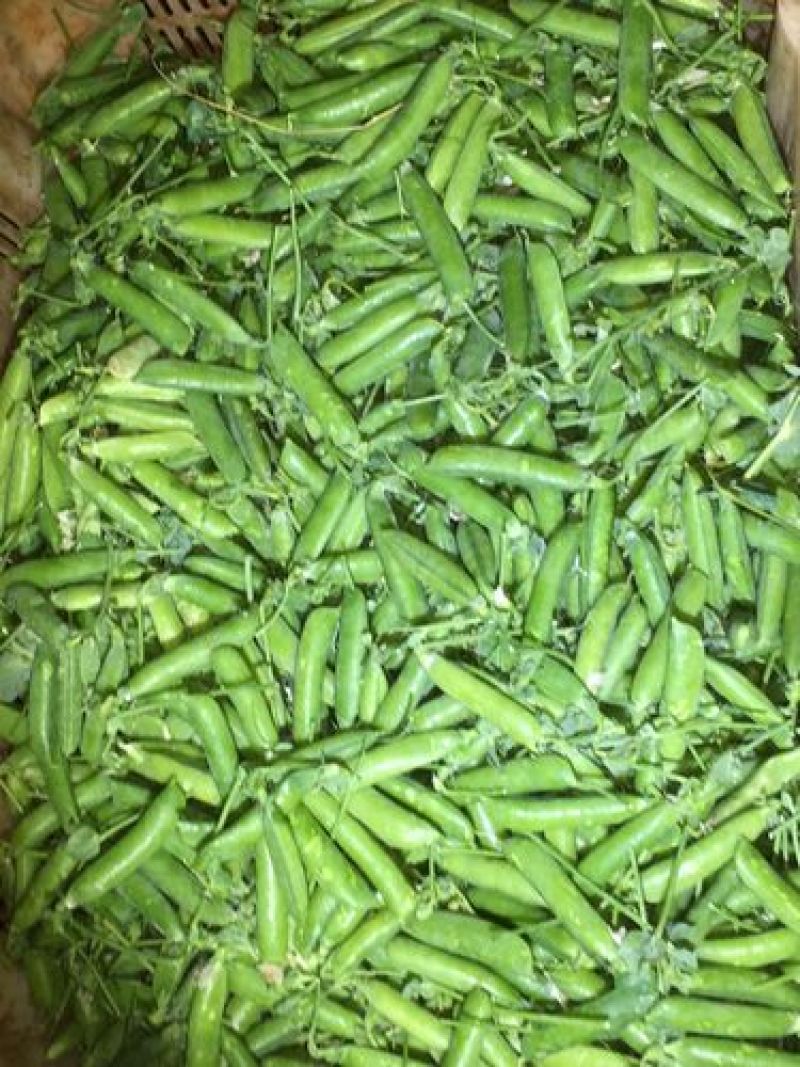 【鲜豌豆荚】凉山州西昌市早熟甜长寿仁豌豆大量上市