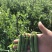 【鲜豌豆荚】凉山州西昌市早熟甜长寿仁豌豆大量上市
