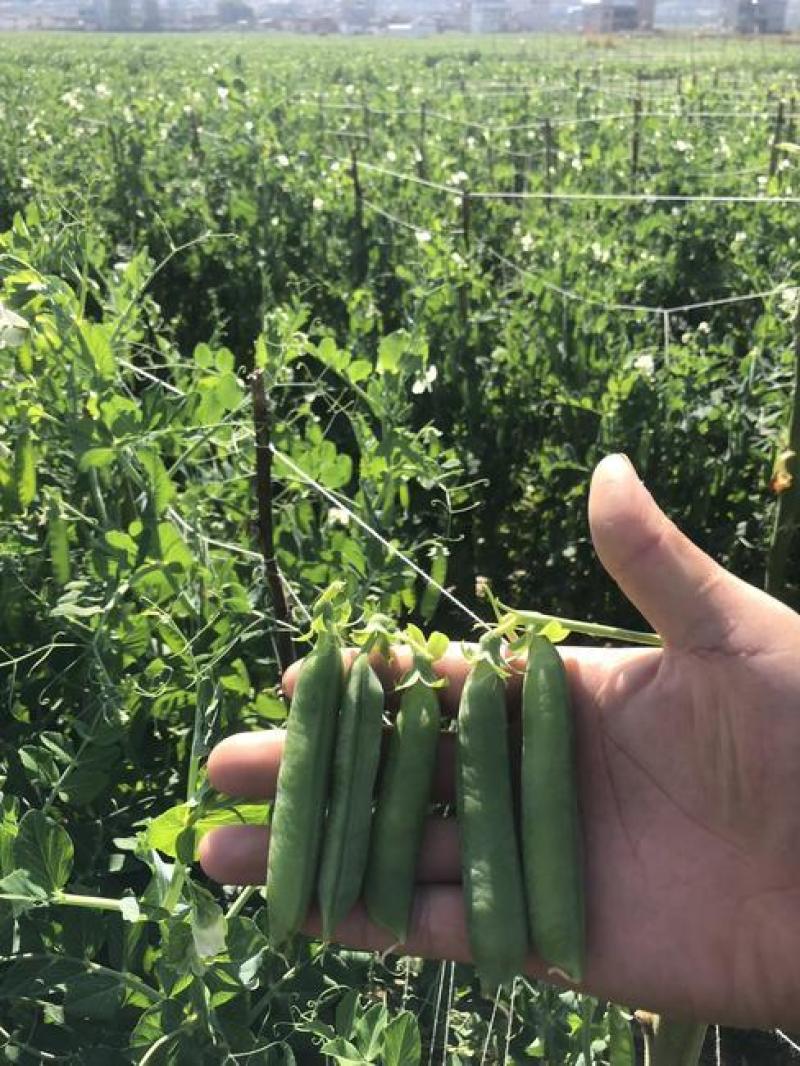 【鲜豌豆荚】凉山州西昌市早熟甜长寿仁豌豆大量上市