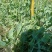 【鲜豌豆荚】凉山州西昌市早熟甜长寿仁豌豆大量上市
