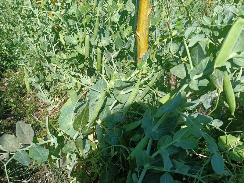 【鲜豌豆荚】凉山州西昌市早熟甜长寿仁豌豆大量上市