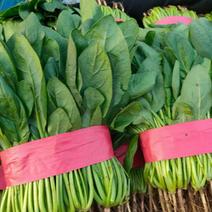 精品菠菜高度为25-30厘米左右，叶面没虫眼，没有斑点