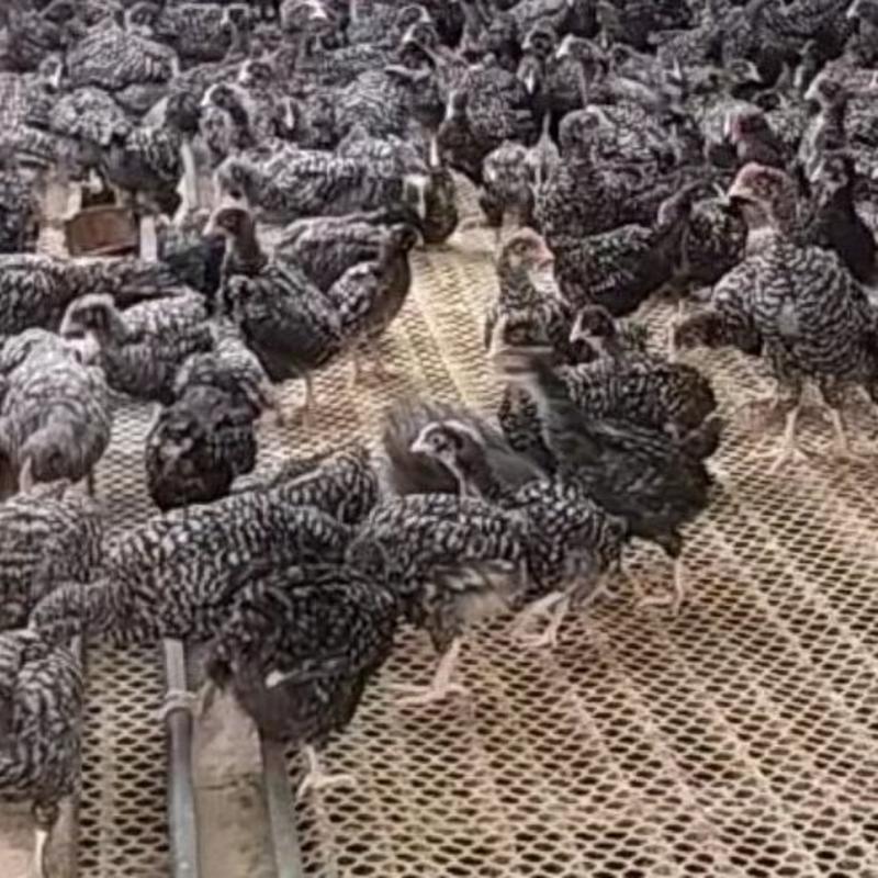 芦花鸡养殖场供应成年下蛋芦花鸡