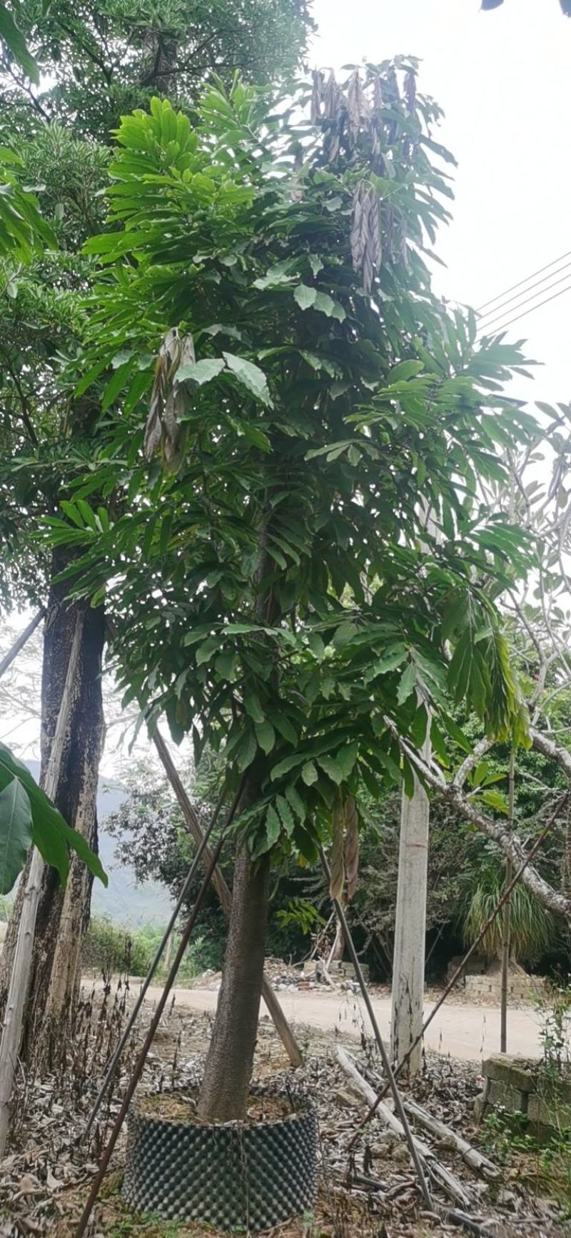 中国无忧花