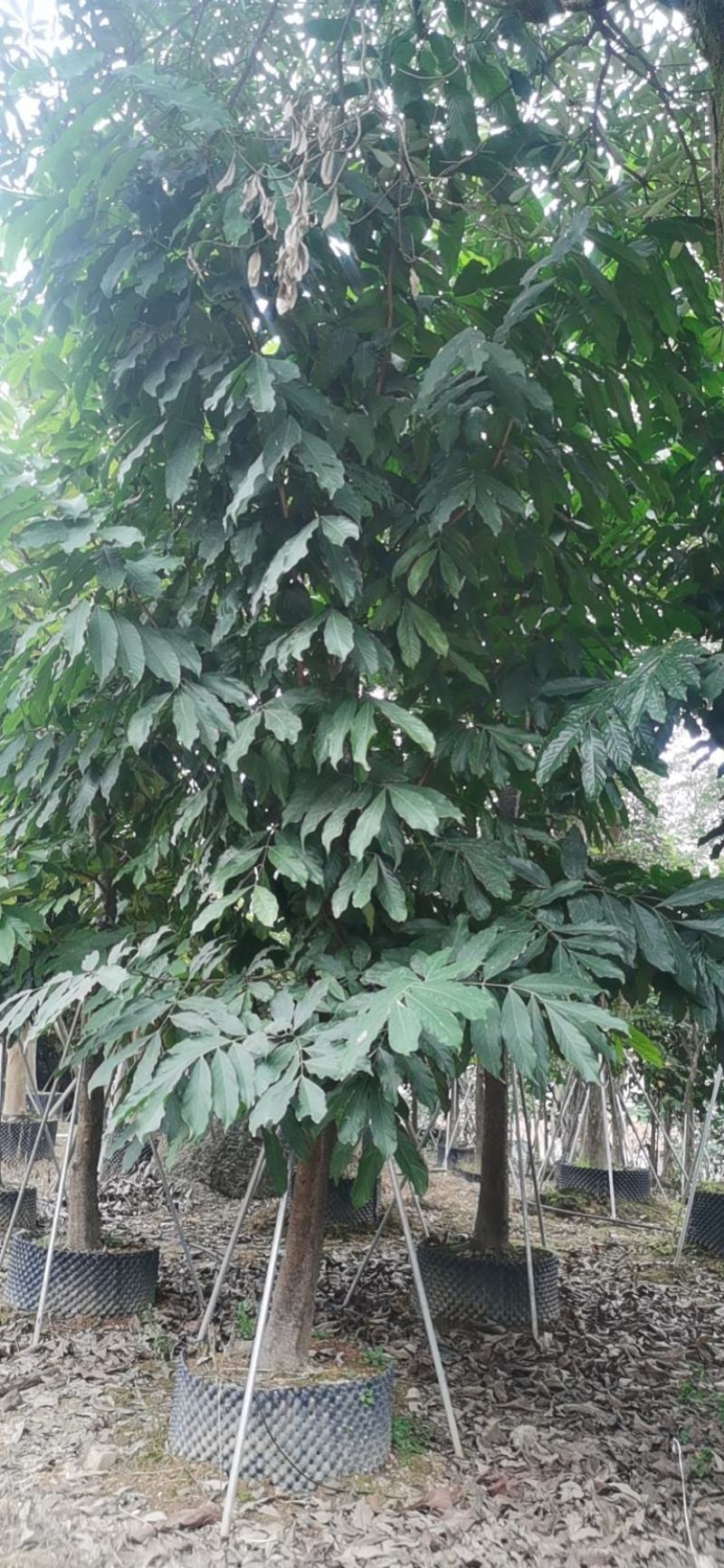 中国无忧花