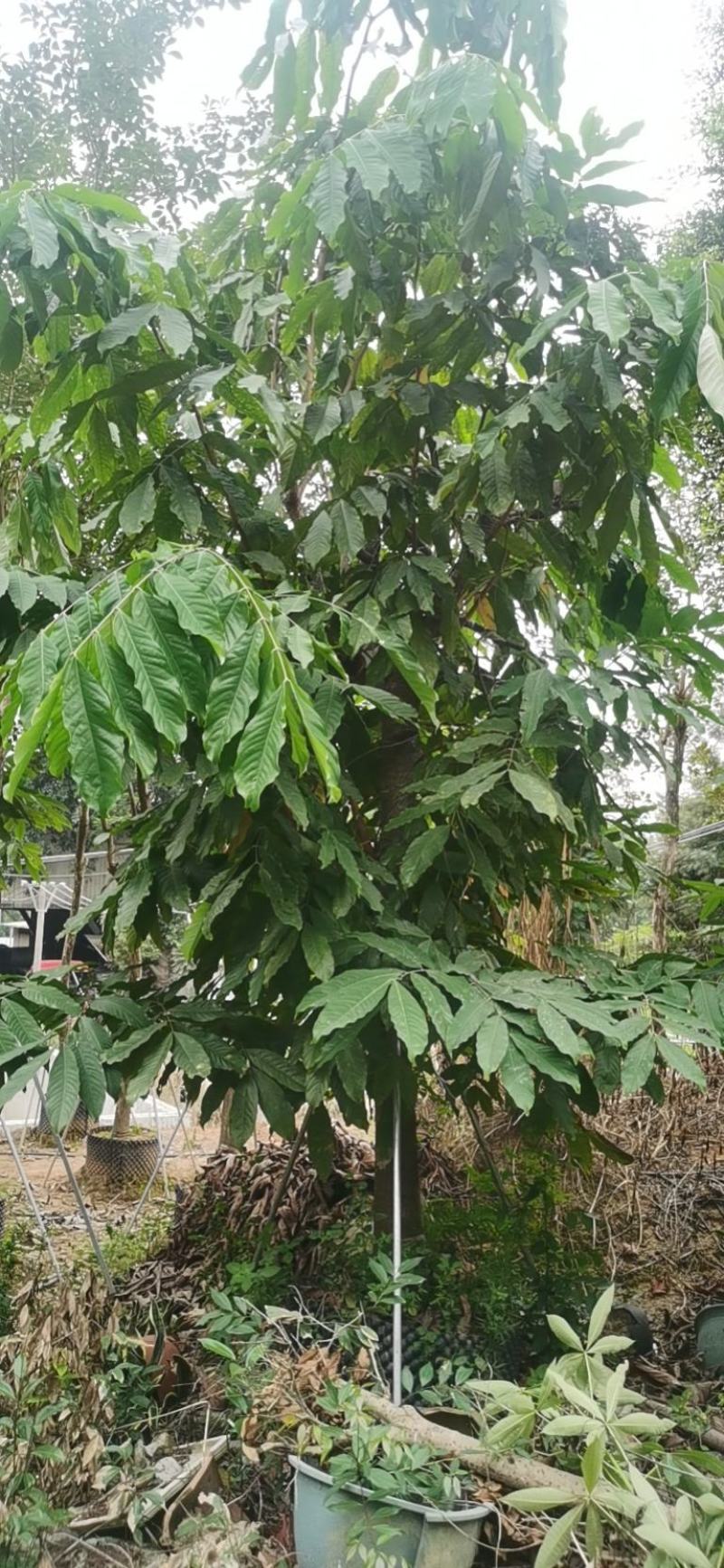 中国无忧花