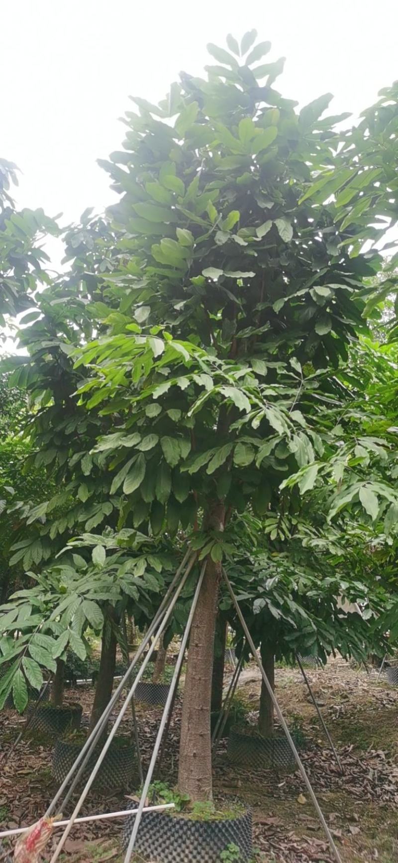 中国无忧花