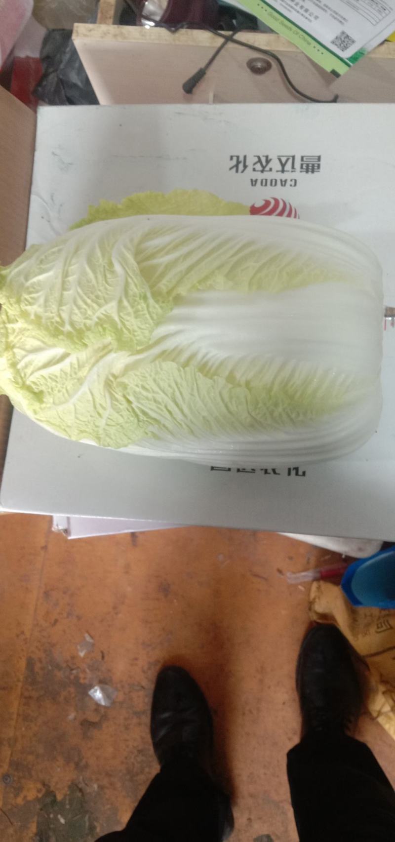 精品矮颗娃娃菜，半毛菜，净菜加工，全国接单，全国发货。