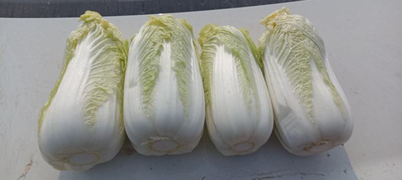 精品矮颗娃娃菜，半毛菜，净菜加工，全国接单，全国发货。