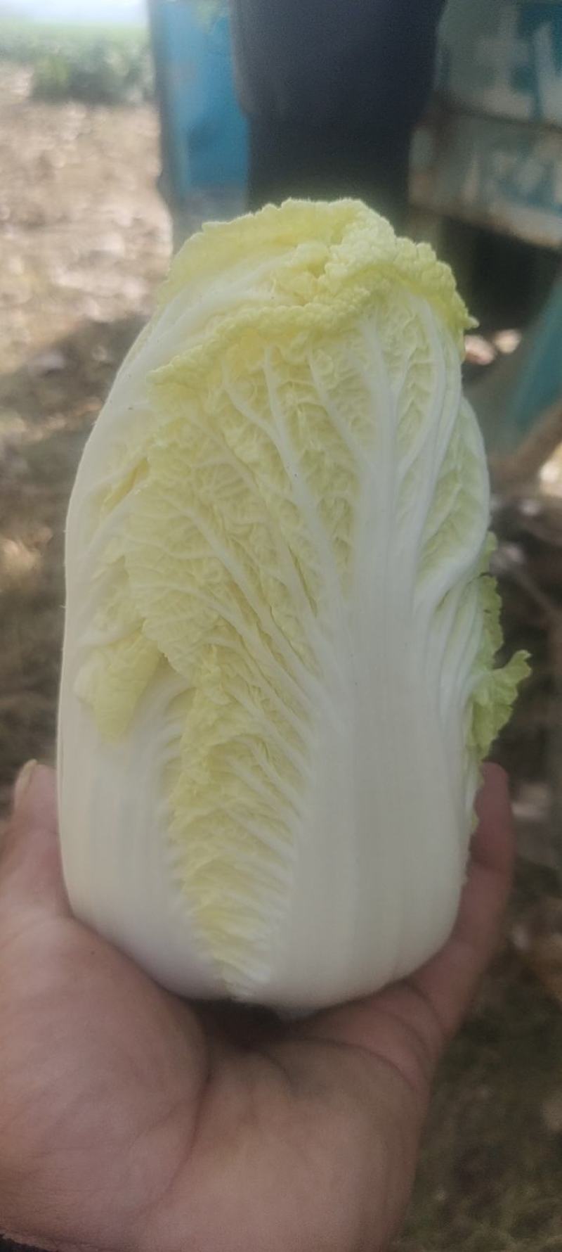 精品矮颗娃娃菜，半毛菜，净菜加工，全国接单，全国发货。